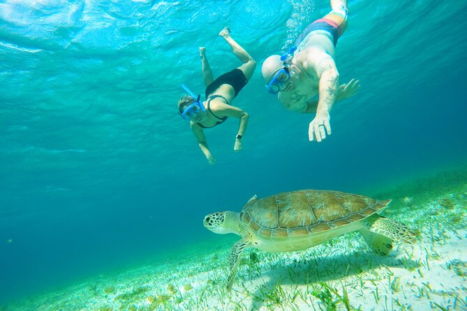 Starfish, Stingrays and the Turtle Sanctuary Snorkel Tour - Stop three: The turtle question