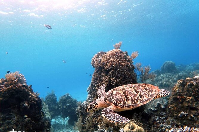 Starfish, Stingrays and the Turtle Sanctuary Snorkel Tour - Stop four: El Cielito and the stingray sandbar
