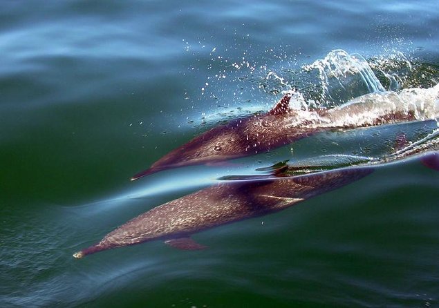 Sunsets and Whales Mega Yachts ALL INCLUSIVE: Puerto Vallarta - Key points at a glance