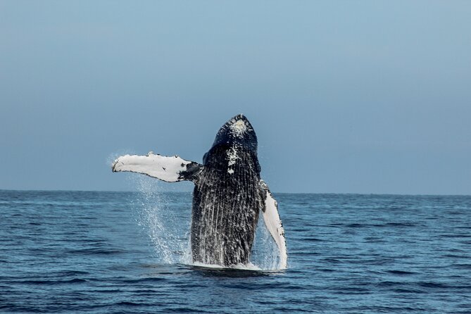Sunsets and Whales Mega Yachts ALL INCLUSIVE: Puerto Vallarta - Drinks and snacks: good value, limited food