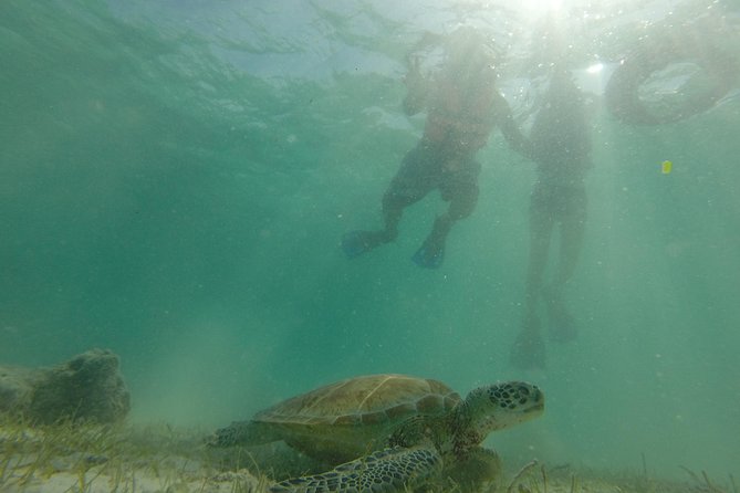 Swim with sea turtles - The snorkeling route inside the bay