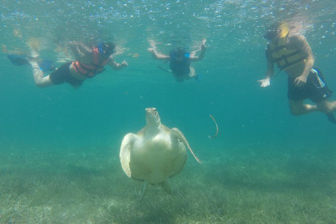 Swim with sea turtles - What you might see besides sea turtles