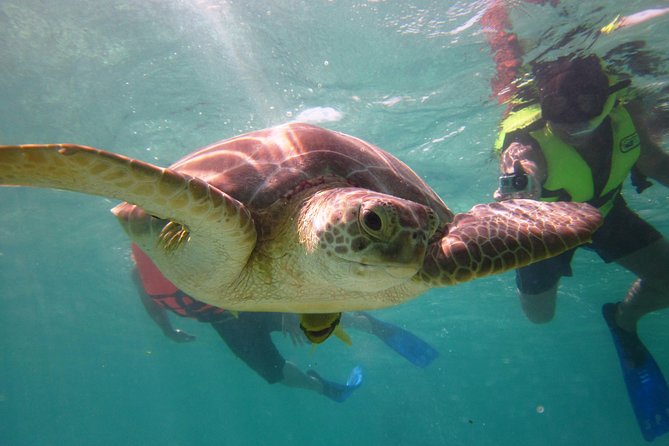 Swim with sea turtles - Getting ready: equipment, rules, and comfort