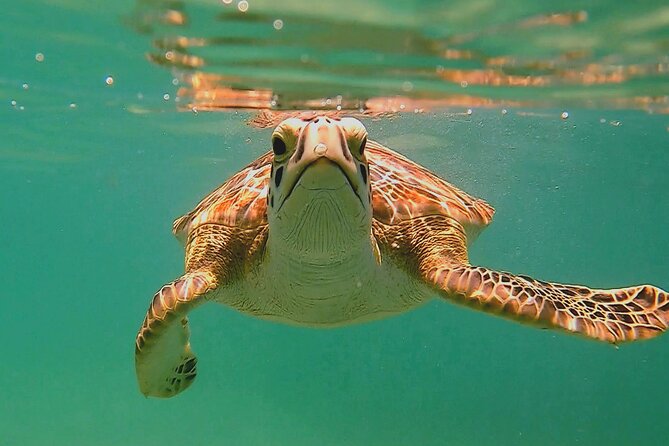 Swim with Turtles in Akumal + GoPro Photo Session - Key points before you book