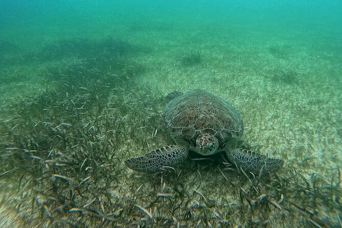 Swim with Turtles in Akumal + GoPro Photo Session - What the GoPro photo session adds