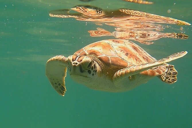 Swim with Turtles in Akumal + GoPro Photo Session - How long is one hour in the water?