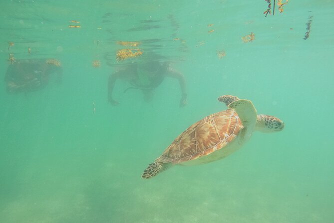 Swim with Turtles in Akumal + GoPro Photo Session - Is $53.59 a fair price?
