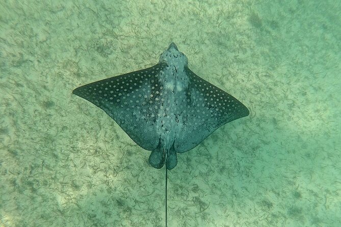 Swim with Turtles in Akumal + GoPro Photo Session - Meeting the team at Akumal Mayan VIP Tours
