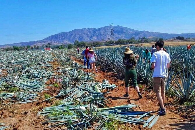 Tequila Tour - Stop two: Tequila Don Valente