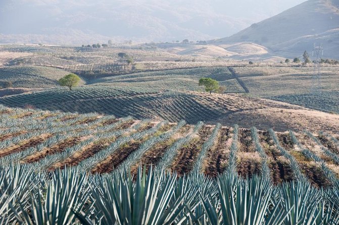 The Agave Experience Tequila Tour in Jalisco - Key things to know before booking