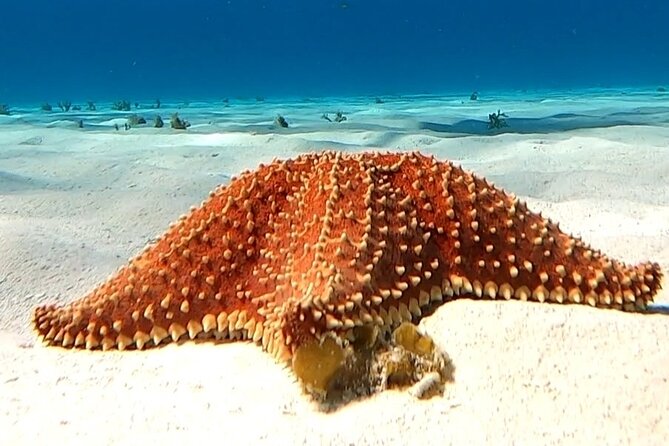 The Cozumel Turtle Sanctuary Snorkel Tour - The price is good, but not the final bill