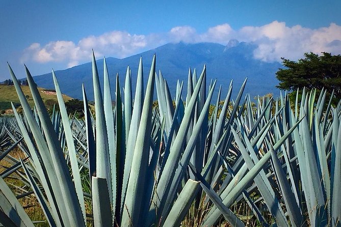 The Fire TOUR - Pyramids, Volcanoes, Agaves & Tequila - Who will get the most from this tour?