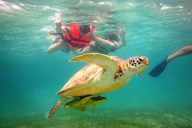 Tour to Tulum and cenote with swimming with turtles from Riviera Maya - Who will enjoy this tour most