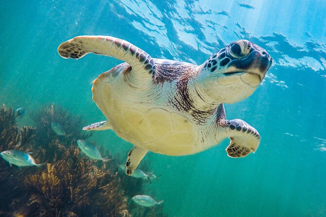 Tour to Tulum and cenote with swimming with turtles from Riviera Maya - Mariposa Cenote: a cool first swim