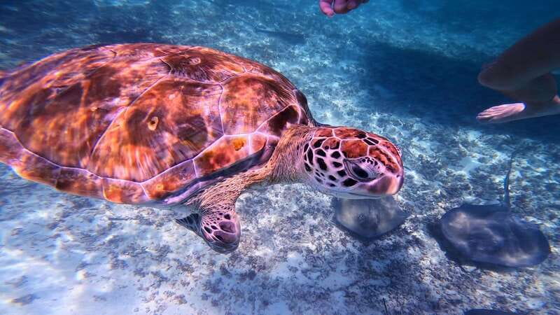 Tulum: 2-Hour Snorkeling in Two Spots of Tulum's Reef - Key points to know before booking