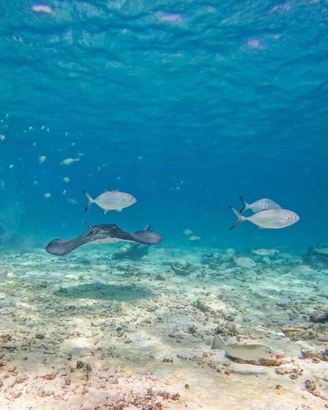 Tulum: 2-Hour Snorkeling in Two Spots of Tulum's Reef - Is the ruins-and-reef combination worth your time?