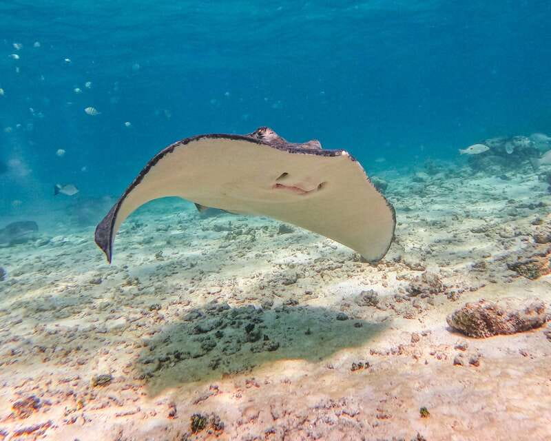 Tulum: 2-Hour Snorkeling in Two Spots of Tulum's Reef - First snorkeling stop: the best chance for close wildlife