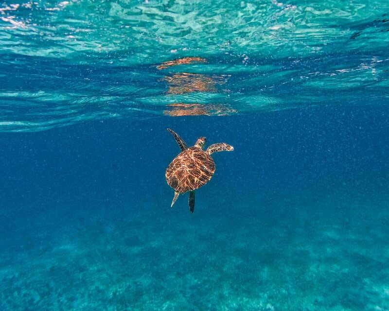 Tulum: 2-Hour Snorkeling in Two Spots of Tulum's Reef - Second reef stop: more time, another angle