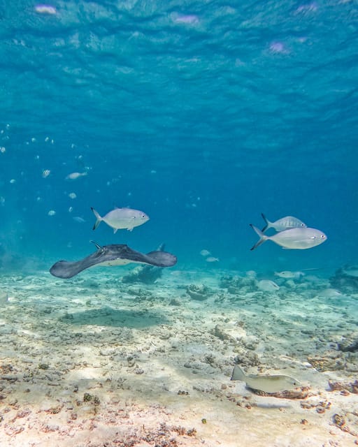 Tulum: 2-Hour Snorkeling in Two Spots of Tulum's Reef - What you may see under the water
