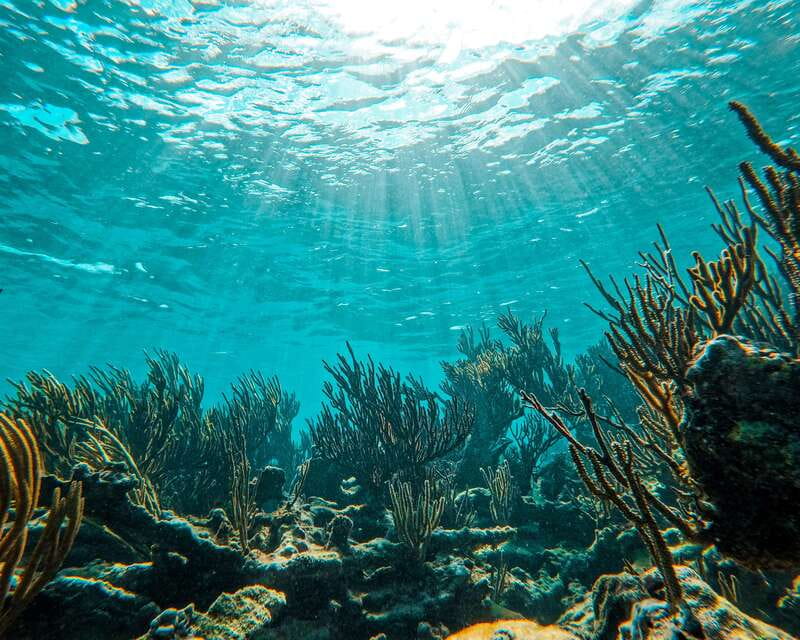 Tulum: 2-Hour Snorkeling in Two Spots of Tulum's Reef - Equipment, comfort, and safety in the water