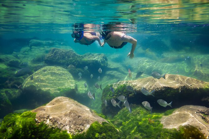 Tulum Guided Tour, Magical Cenote, Lagoon Snorkeling and Beachside Lunch - Snorkeling where fresh and salt water meet