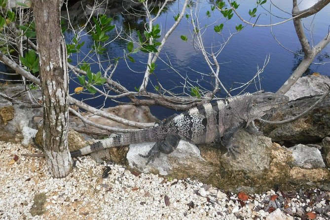 Tulum Ruins Tour (Private, Half Day) - Who Will Get the Most From This Tour
