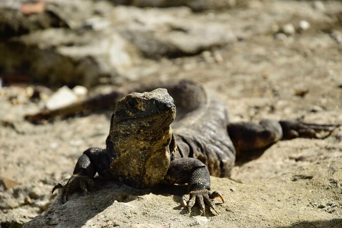 Tulum Ruins, Turtles in Akumal and Cenote tour - Transport, timing, and the real length of the day