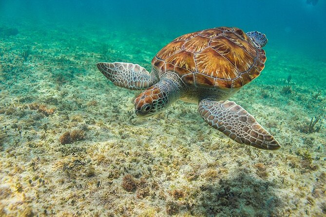 Tulum, Snorkeling with Sea Turtles, Cenote and Beachside Lunch - Is $189 a fair price?