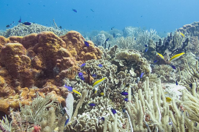 Two reef discovery dives with professional instructor (no experience necessary) - Two Reefs and a 40-Foot Depth Limit