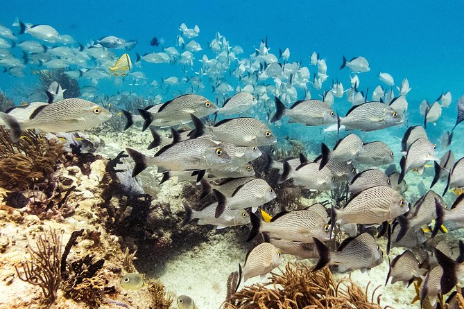 Two reef discovery dives with professional instructor (no experience necessary) - Equipment, Water, and What the Price Covers