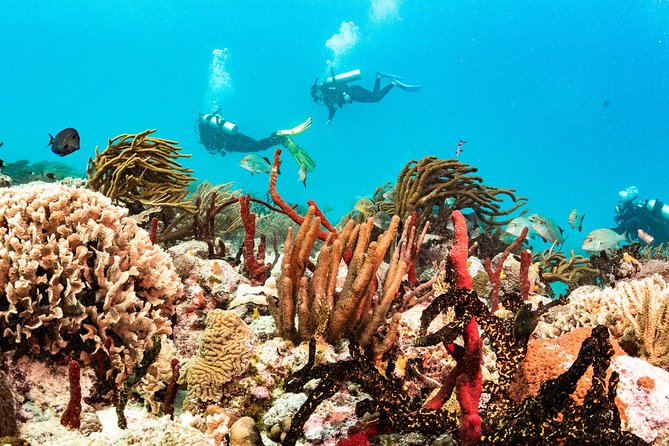 Two reef discovery dives with professional instructor (no experience necessary) - Who Will Get the Most From This Day?