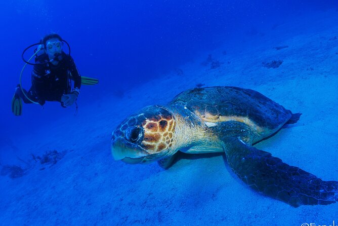 Two tanks local diving for certified divers, SCUBA gear included - The beach surface interval