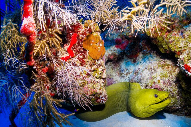 Two tanks local diving for certified divers, SCUBA gear included - Safety, comfort, and guide attention