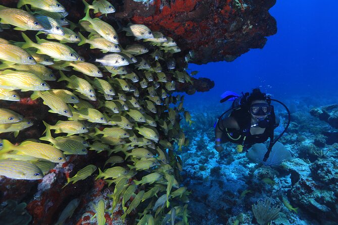 Two Tanks Scuba Diving for Beginners in Cancun - Equipment, boat size, and group attention
