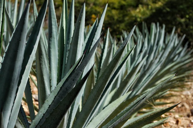 Ultimate Hierve el Agua Hike + Mezcal - Mezcal with a three-generation family