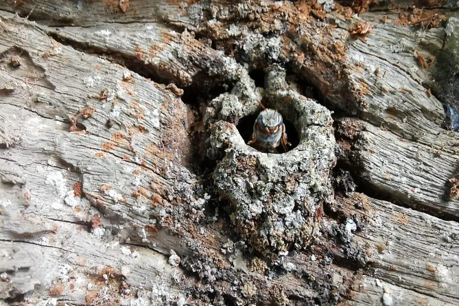 Valladolid Mayan Bees Tour with Lunch or breakfast and Honey Tasting - Key points to know before you book