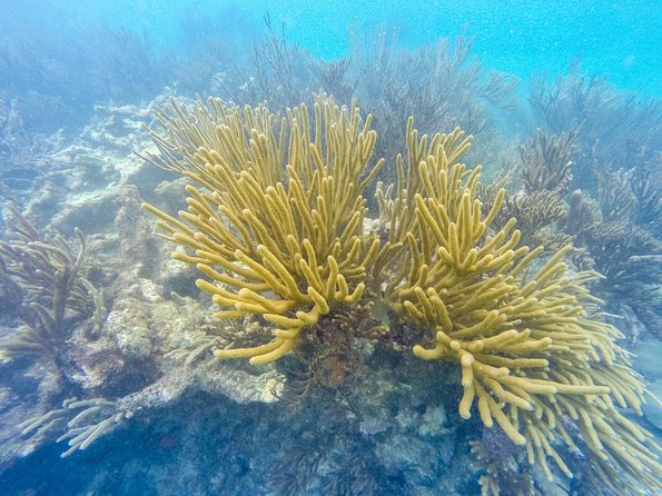 Viator Exclusive: Tulum Ruins, Reef Snorkeling, Cenote and Caves - Reef snorkeling near Playa Maya