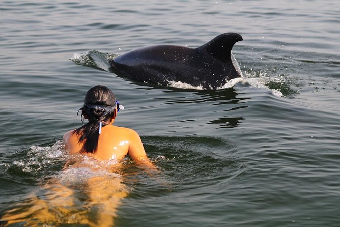 Watch and Swim with Dolphins in the Wild - Key points before you book