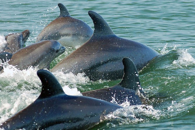 Watch and Swim with Dolphins in the Wild - Watching whales, turtles, and rays along the way
