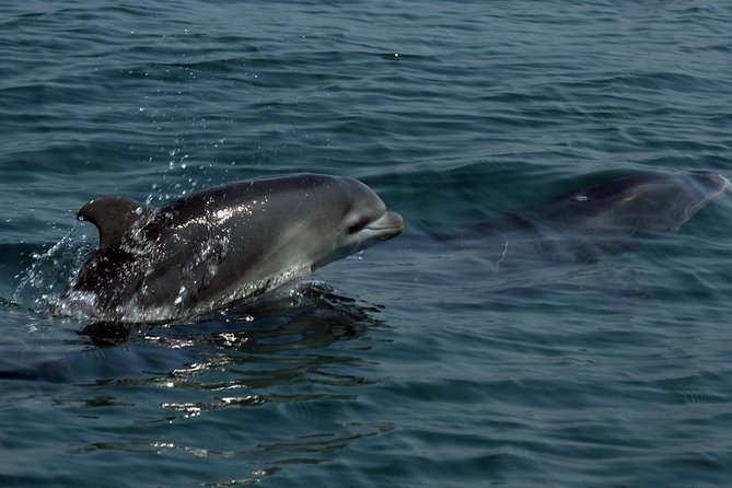 Watch and Swim with Dolphins in the Wild - What the guides and captain add