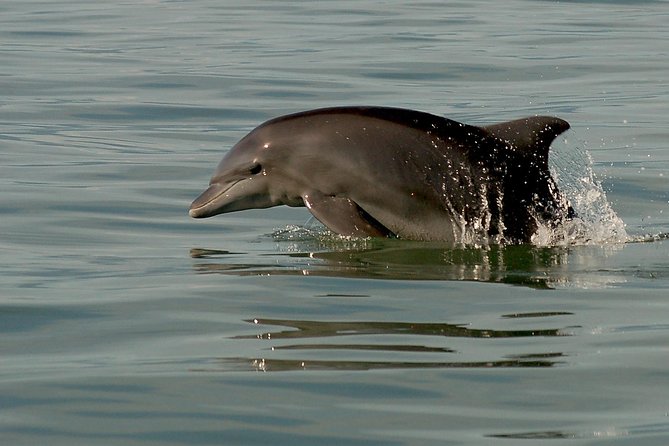 Watch and Swim with Dolphins in the Wild - What to bring and how to prepare