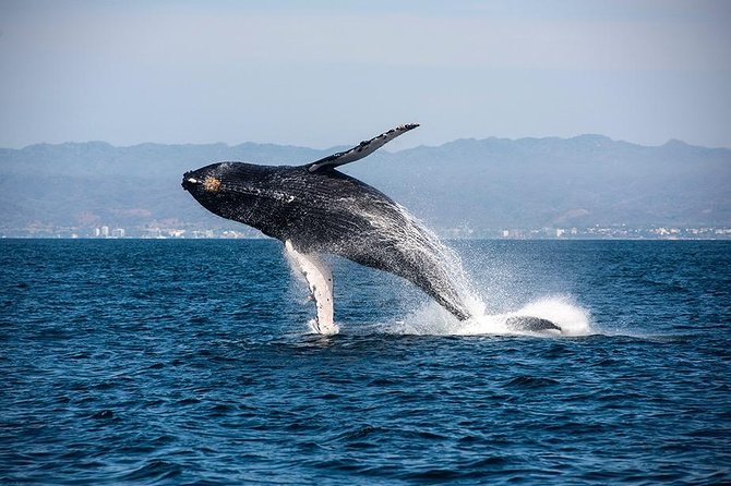 Whale and Dolphin Watching with a Biologist in Puerto Vallarta - Dolphins, turtles, mantas, and lucky extras