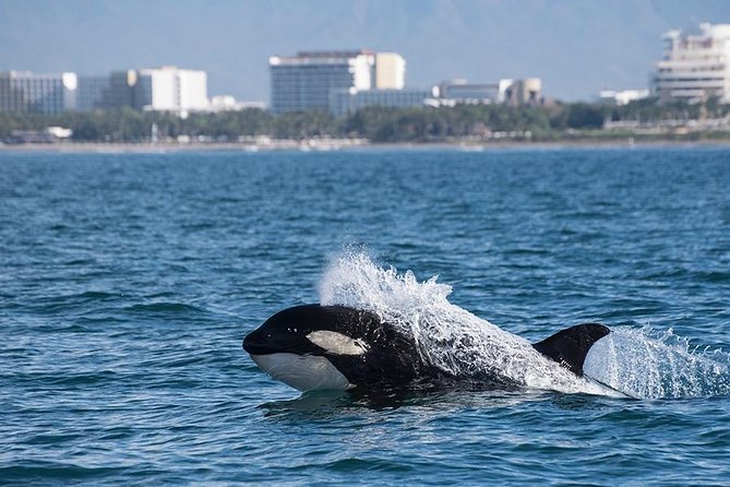Whale and Dolphin Watching with a Biologist in Puerto Vallarta - Is $105 a fair price?
