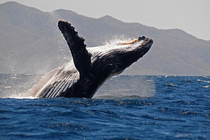 Whale and Dolphin Watching with a Biologist in Puerto Vallarta - Setting out in a covered small boat