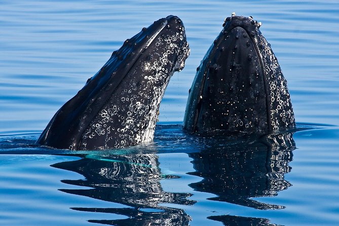 Whale & Dolphin Watching Cruise in Puerto Vallarta All Inclusive - Key points to know before you go