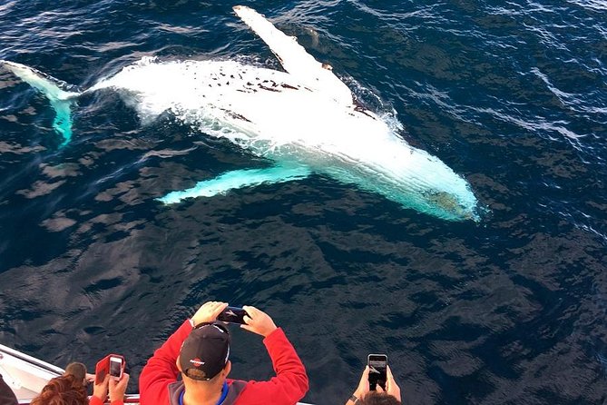 Whale & Dolphin Watching Cruise in Puerto Vallarta All Inclusive - Finding humpbacks in Banderas Bay
