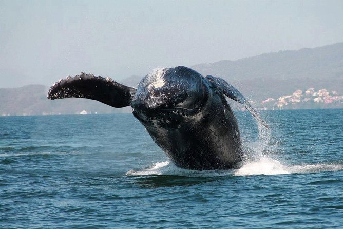 Whale & Dolphin Watching Cruise in Puerto Vallarta All Inclusive - Dolphin sightings and other sea life