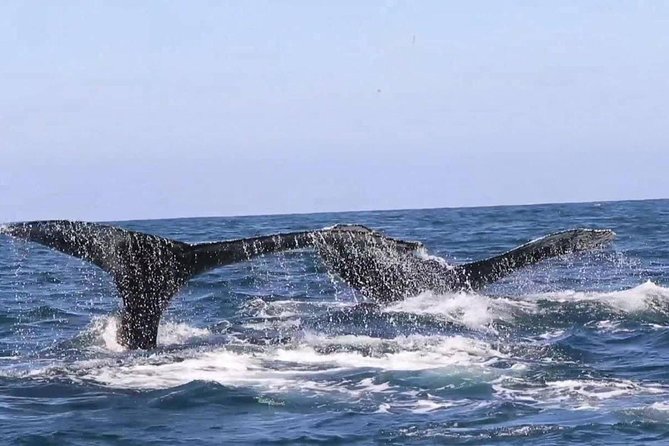 Whale & Dolphin Watching Cruise in Puerto Vallarta All Inclusive - The boat, seating, and comfort