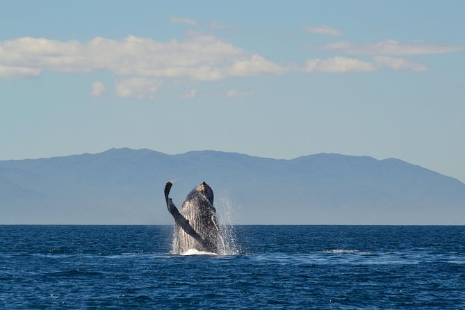 Whale & Dolphin Watching Cruise in Puerto Vallarta All Inclusive - Timing problems and the real length of the outing