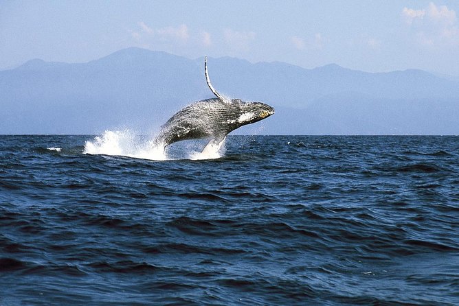 Whale & Dolphin Watching Cruise in Puerto Vallarta All Inclusive - What the $78.48 price buys you
